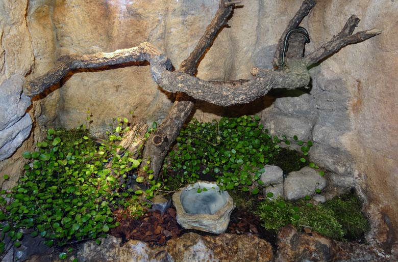 Zwei San-Francisco-Strumpfbandnattern am 13. April 2017 im Terrarium im Grünen Zoo Wuppertal
