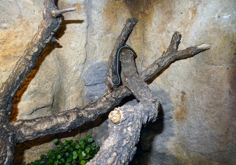 San-Francisco-Strumpfbandnatter am 13. April 2017 im Terrarium im Zoo Wuppertal