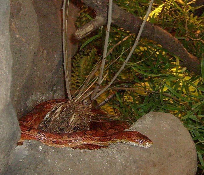 Kornnatter im Wuppertaler Zoo im Januar 2009
