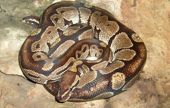 Königspython (Python regius) im Wuppertaler Zoo im November 2008