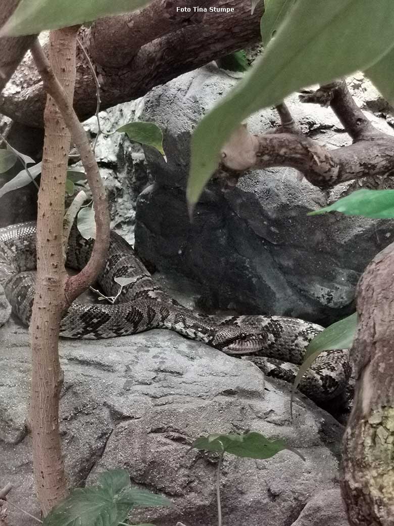 Madagaskar-Hundskopfboa am 18. August 2024 in einem Schaugehege im Terrarium im Grünen Zoo Wuppertal (Foto Tina Stumpe)