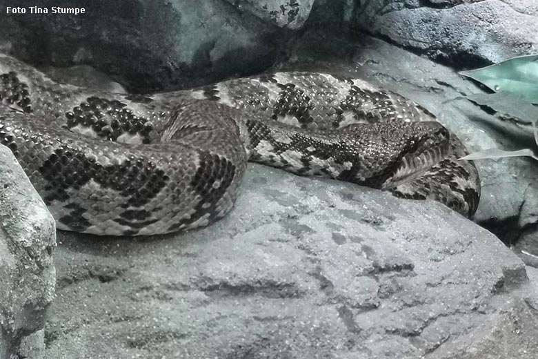 Madagaskar-Hundskopfboa am 18. August 2024 in einem Schaugehege im Terrarium im Wuppertaler Zoo (Foto Tina Stumpe)