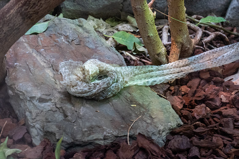 Abgestreifte Haut einer Madagaskar-Hundskopfboa am 12. Januar 2025 in einem Schaugehege im Terrarium im Grünen Zoo Wuppertal