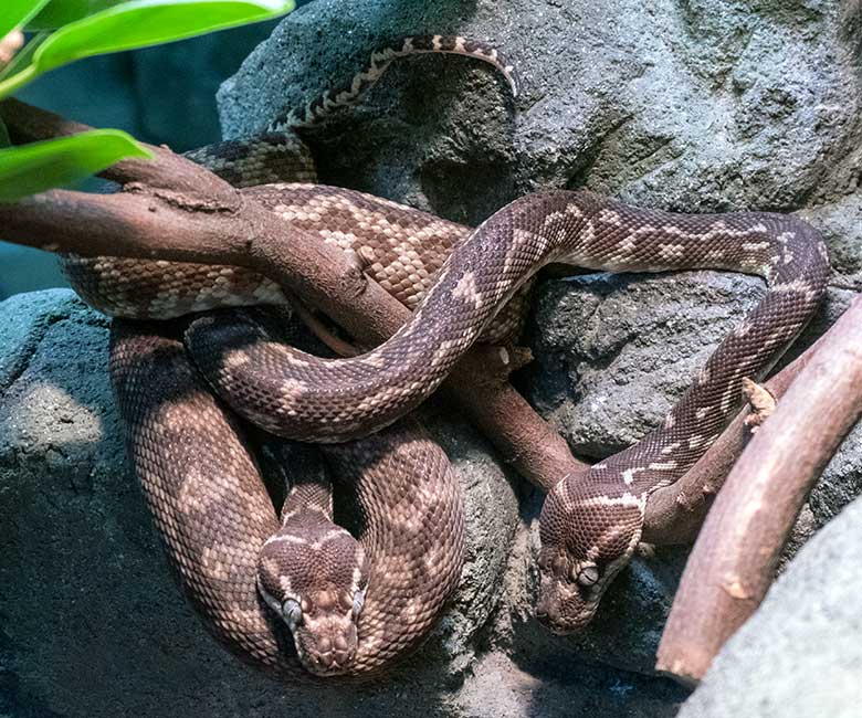 Zwei junge Rauschuppenpythons am 6. Oktober 2024 in einem Schaugehege im Mittelteil des Terrariums im Grünen Zoo Wuppertal