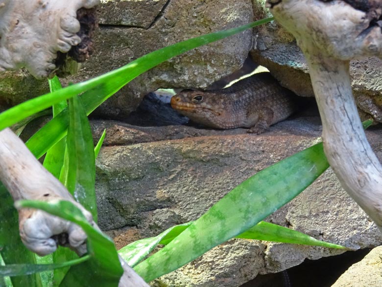 Hosmer's Stachelschwanz Skink am 28. April 2017 im Grünen Zoo Wuppertal