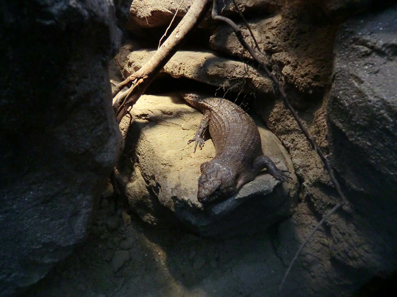 Stachelskink im Wuppertaler Zoo am 3. Februar 2012