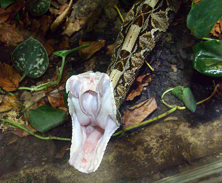 Gabunviper im Zoologischen Garten Wuppertal im Oktober 2008