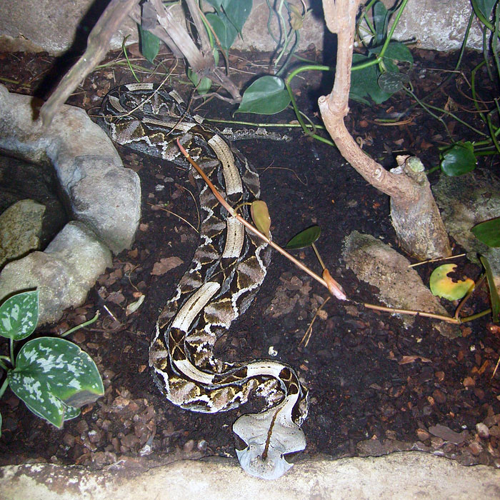 Gabunviper im Wuppertaler Zoo im Mai 2010