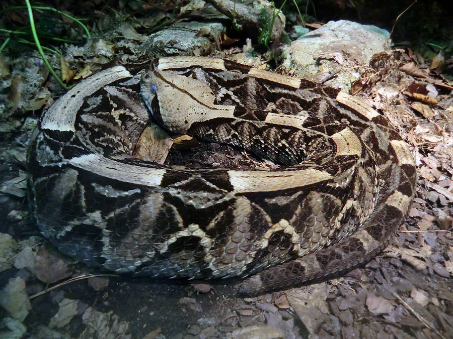 Gabunviper im Wuppertaler Zoo im Dezember 2012