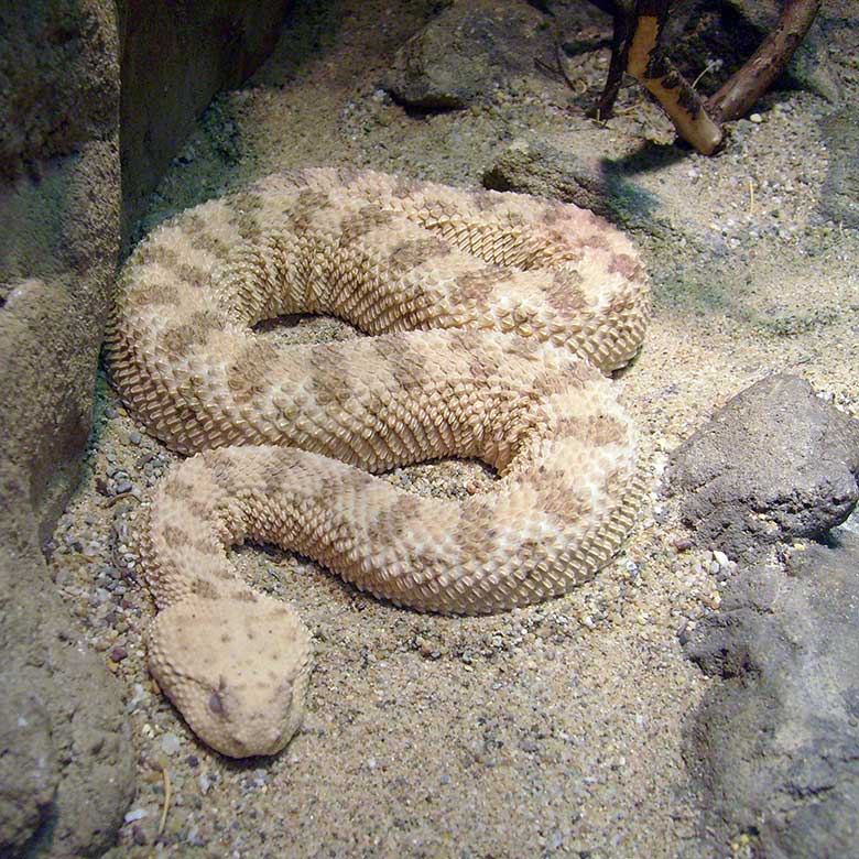 Wüsten-Hornviper am 8. April 2008 im Terrarium im Wuppertaler Zoo