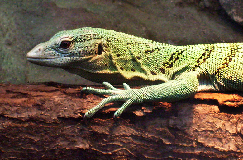 Smaragdwaran im Zoologischen Garten Wuppertal am 15. Mai 2010