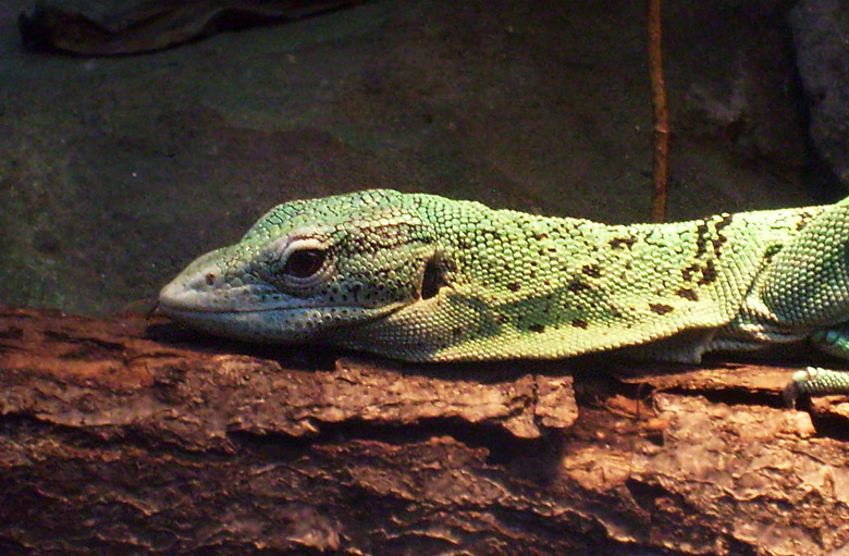 Smaragdwaran im Zoo Wuppertal am 8. Mai 2010