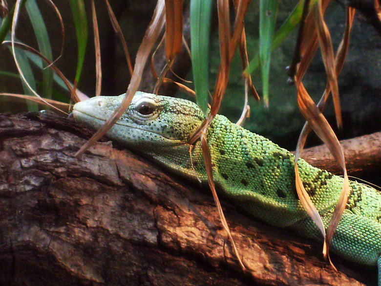 Smaragdwaran im Zoologischen Garten Wuppertal am 8. Mai 2010