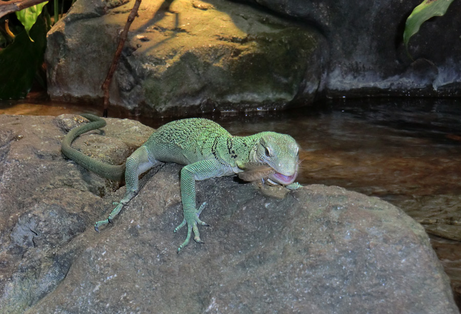 Smaragdwaran im Wuppertaler Zoo am 10. Februar 2012