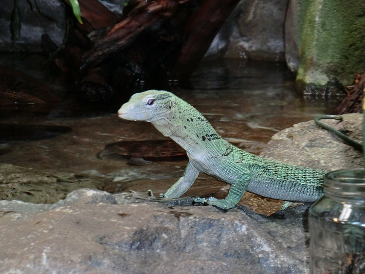 Smaragdwaran im Zoo Wuppertal am 10. Februar 2012