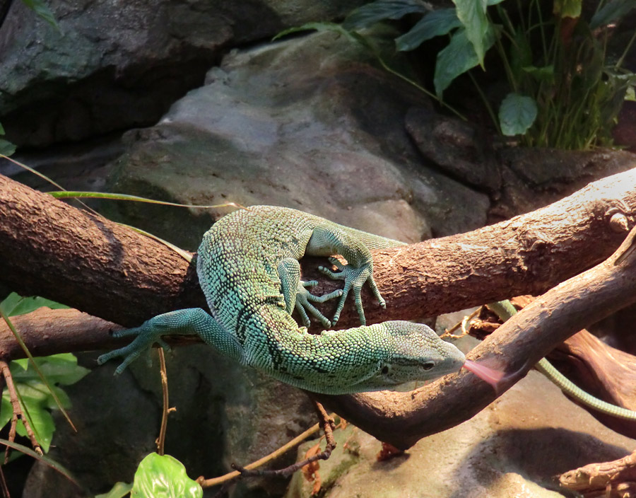 Smaragdwaran im Wuppertaler Zoo am 10. Februar 2012