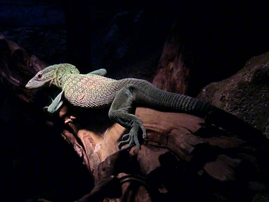 Smaragdwaran im Zoo Wuppertal im Januar 2013