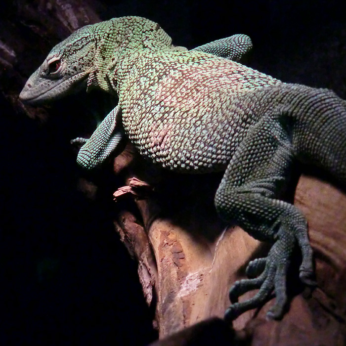 Smaragdwaran im Wuppertaler Zoo im Januar 2013