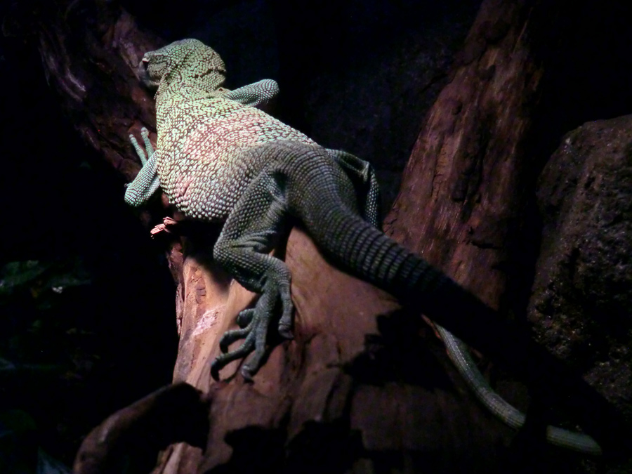 Smaragdwaran im Zoologischen Garten Wuppertal im Januar 2013