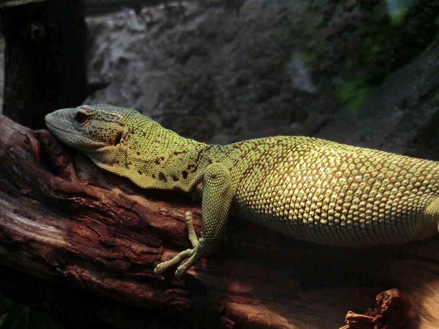 Smaragdwaran im Wuppertaler Zoo im Juli 2014