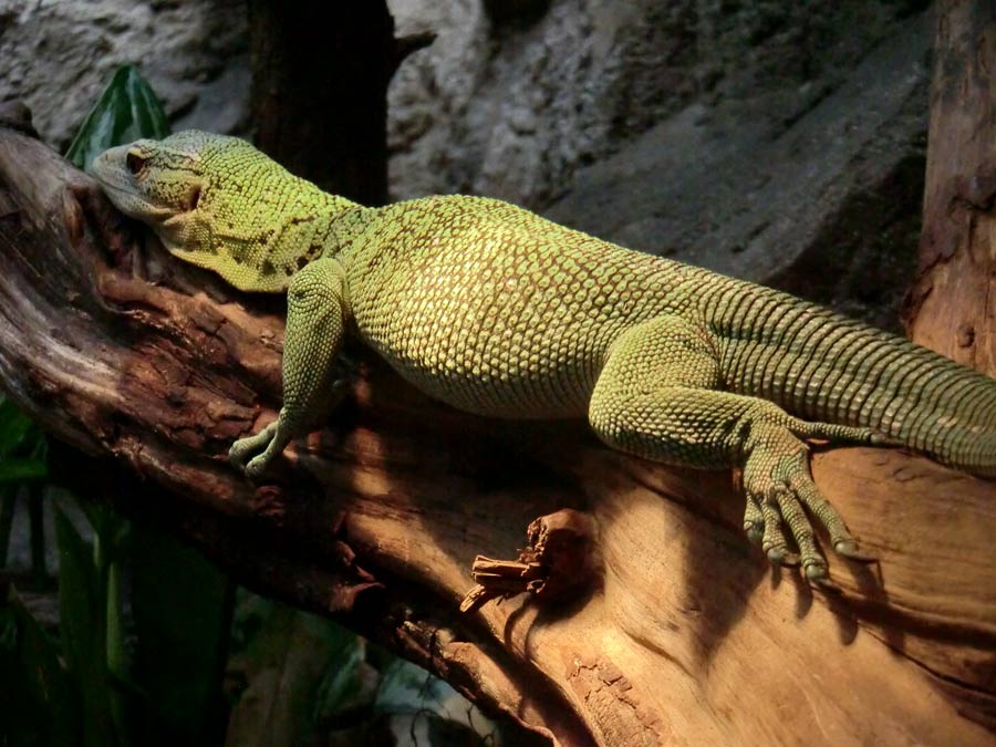 Smaragdwaran im Zoologischen Garten Wuppertal im Juli 2014