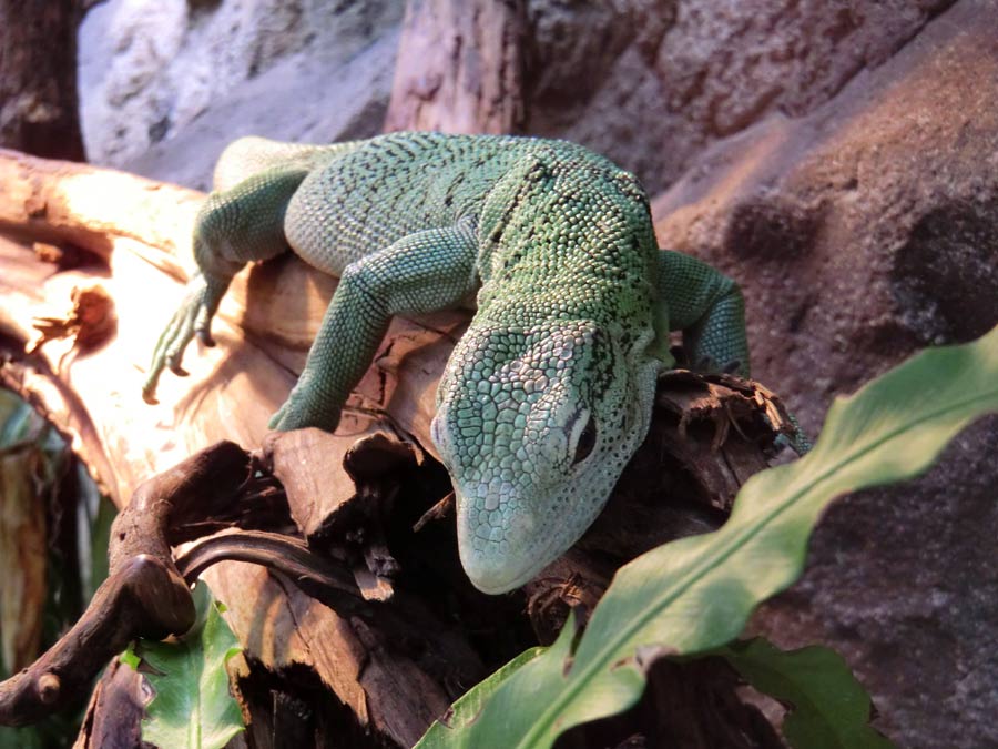 Smaragdwaran im Zoo Wuppertal im Juli 2014