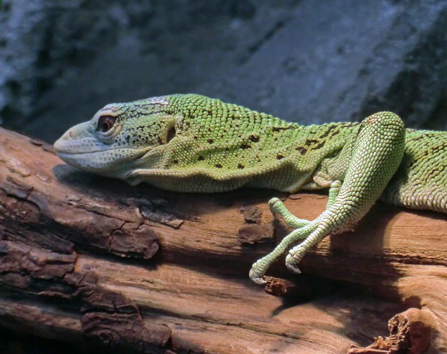 Smaragdwaran im Zoologischen Garten Wuppertal im Juli 2014