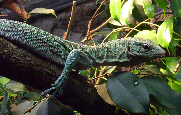 Smaragdwaran im Wuppertaler Zoo im Januar 2009