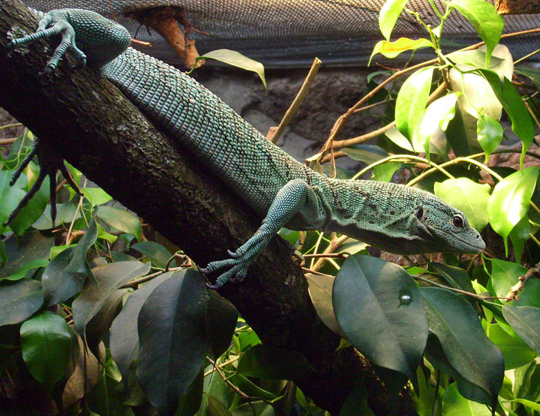Smaragdwaran im Zoo Wuppertal im Januar 2009