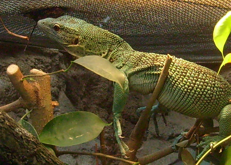 Smaragdwaran im Wuppertaler Zoo im Januar 2009