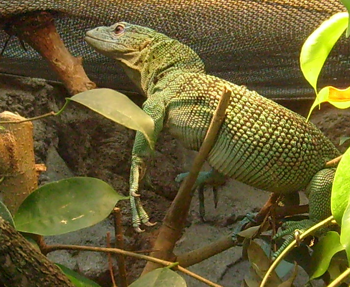 Smaragdwaran im Zoo Wuppertal im Januar 2009