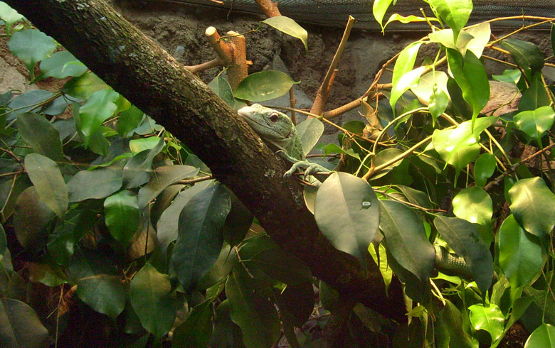 Smaragdwaran im Zoologischen Garten Wuppertal im Januar 2009