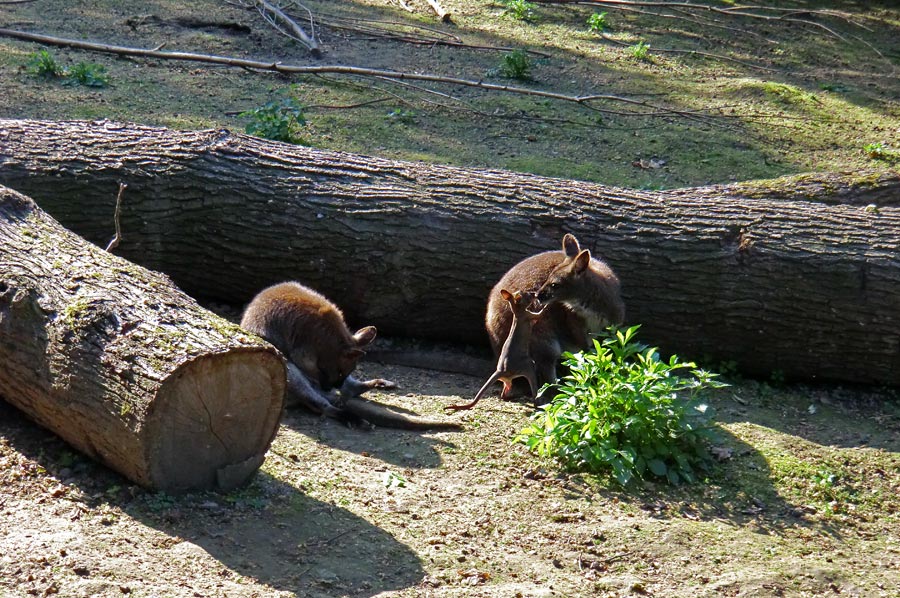 Bennetskängurus im Zoologischen Garten Wuppertal am 28. Mai 2012