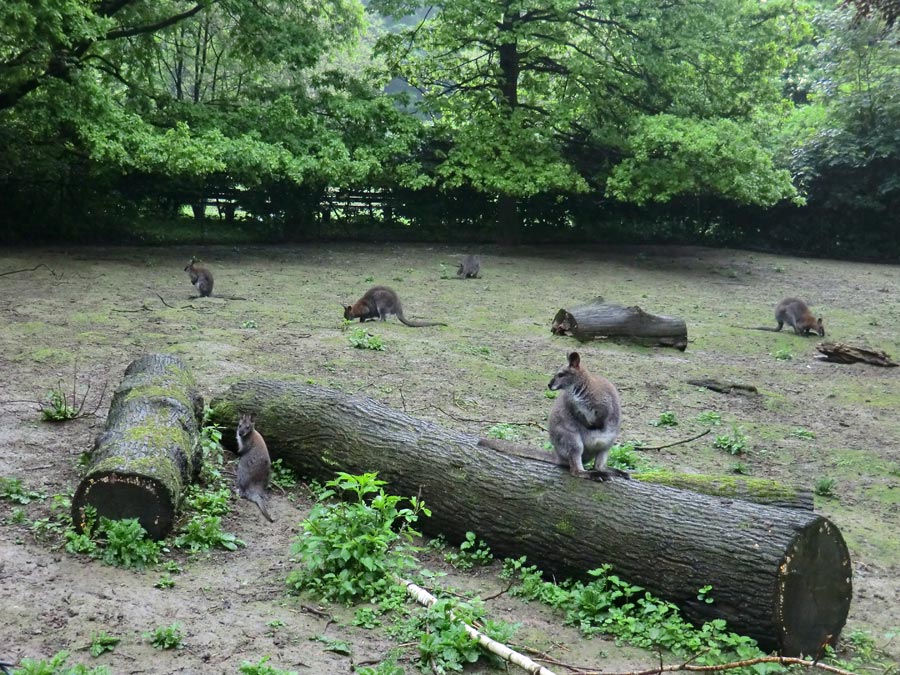 Bennetskängurus im Zoo Wuppertal im Mai 2013