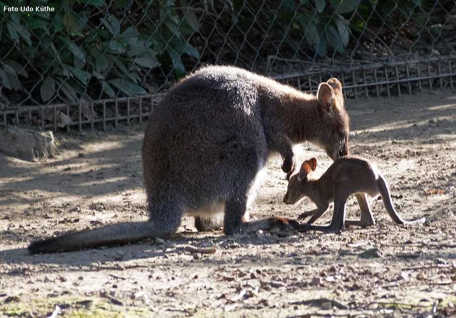 Bennettskänguru mit Jungtier im Zoo Wuppertal im März 2014 (Foto Udo Küthe)