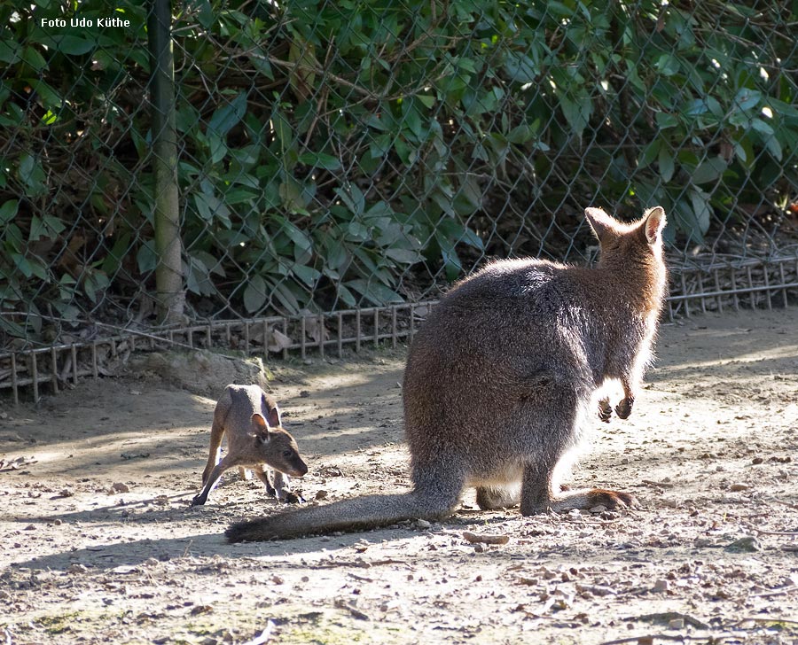 Bennettskänguru mit Jungtier im Zoologischen Garten Wuppertal im März 2014 (Foto Udo Küthe)