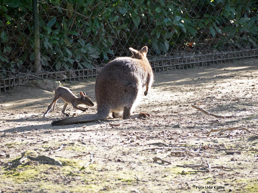 Bennettskänguru mit Jungtier im Wuppertaler Zoo im März 2014 (Foto Udo Küthe)