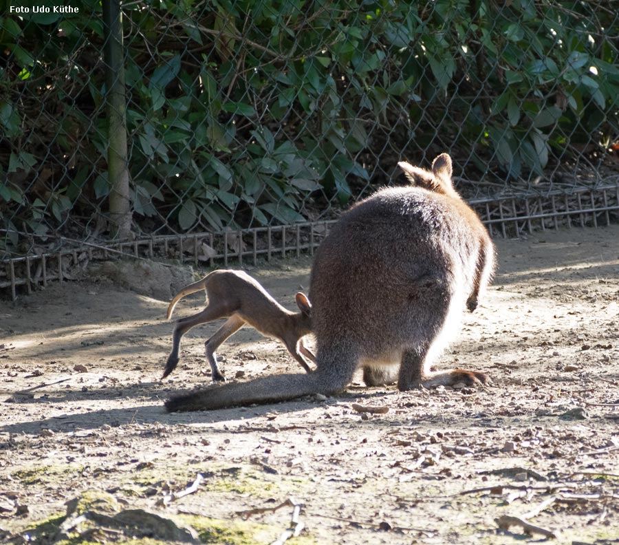 Bennettskänguru mit Jungtier im Zoo Wuppertal im März 2014 (Foto Udo Küthe)