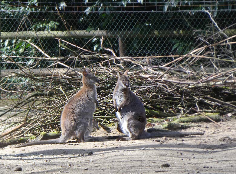 Jungtier mit der Bennettkänguru-Mutter (links) am 31. März 2018 im Grünen Zoo Wuppertal