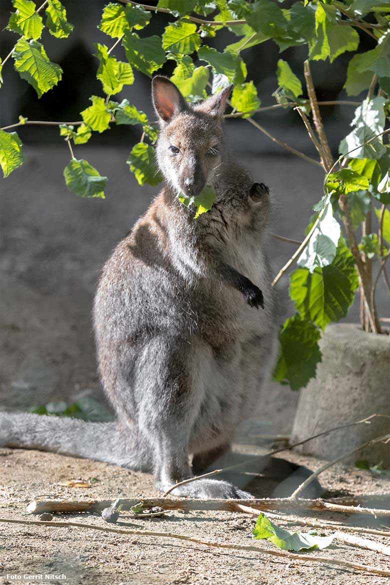 Bennettkänguru am 3. August 2020 auf der Außenanlage im Zoologischen Garten Wuppertal (Foto Gerrit Nitsch)