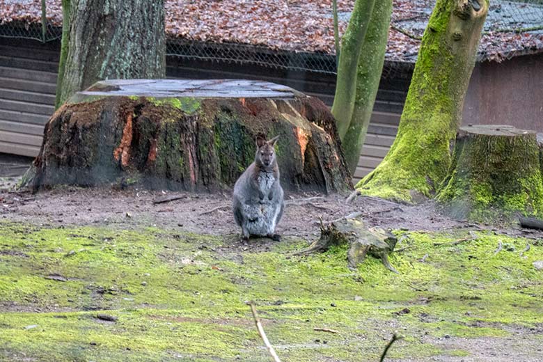 Bennettkänguru am 3. Februar 2023 auf der Außenanlage im Grünen Zoo Wuppertal