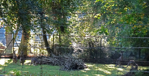 5 Östliche Graue Riesenkängurus am 11. Oktober 2015 im Zoo Wuppertal