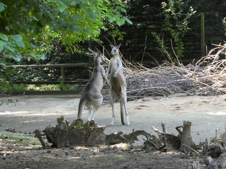 Östliche Graue Riesenkängurus am 17. Juli 2017 auf der Känguru-Anlage neben dem Kinderspielplatz im Zoo Wuppertal