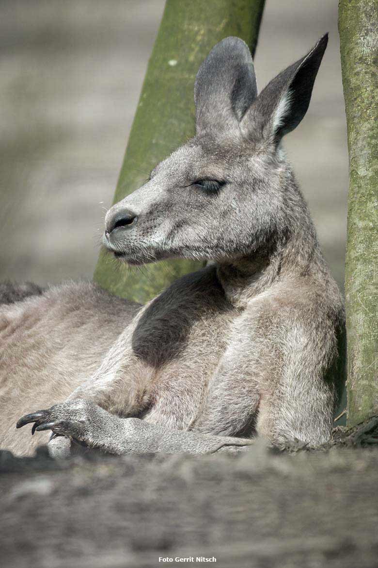 Östliches Graues Riesenkänguru am 14. April 2018 auf der Außenanlage im Grünen Zoo Wuppertal (Foto Gerrit Nitsch)