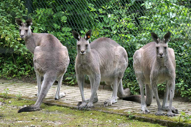 Östliche Graue Riesenkängurus am 31. Juli 2021 auf der Außenanlage im Wuppertaler Zoo
