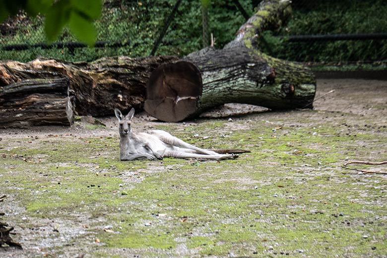 Östliches Graues Riesenkänguru am 16. September 2022 auf der Außenanlage im Wuppertaler Zoo