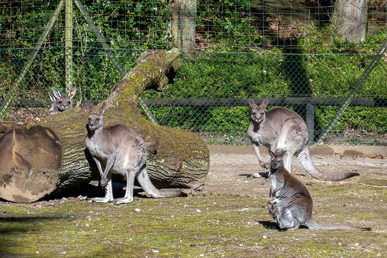 Vier männliche Östliche Graue Riesenkängurus und ein weibliches Bennettkänguru mit einem Jungtier im Beutel am 4. April 2023 auf der Außenanlage im Grünen Zoo Wuppertal