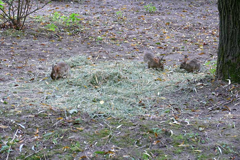 Wildkaninchen am 16. September 2020 auf der kleinen Okapi-Außenanlage im Wuppertaler Zoo
