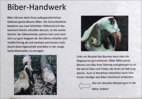 Schild zum Biber-Handwerk am 20. Februar 2016 an der Anlage der Europäischen Biber im Zoologischen Garten Wuppertal
