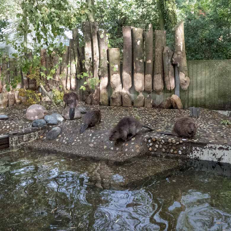 Europäische Biber am 30. Oktober 2017 auf der Außenanlage im Grünen Zoo Wuppertal